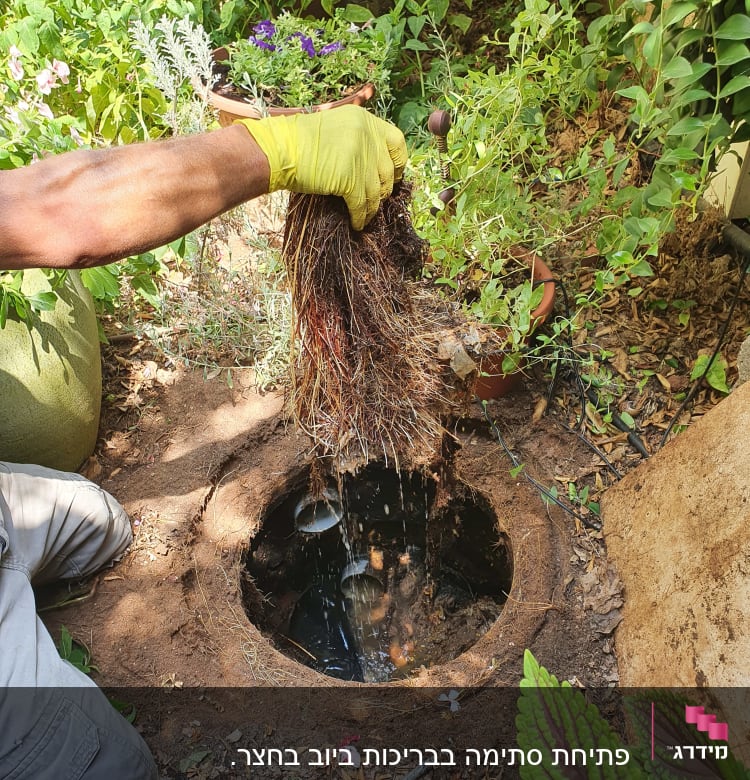 יד עם כפפה צהובה מחזיקה שורשים מעל בור ביוב